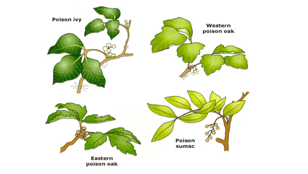 Plant Identification